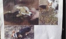 野狗爆料饺子视频,揭秘幕后真相与精彩瞬间